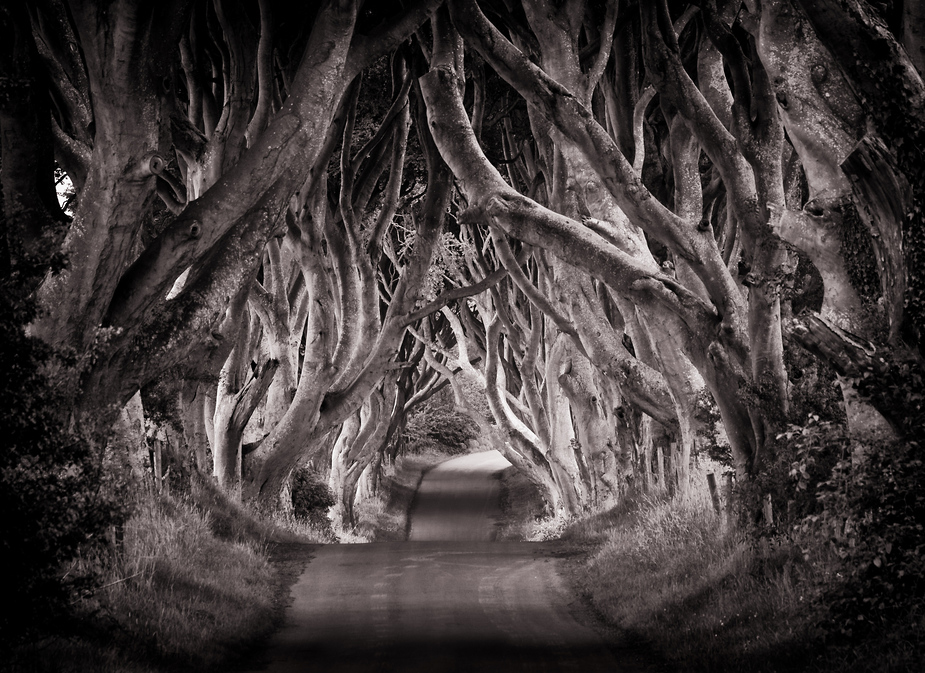 The Dark Hedges #2