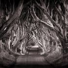 The Dark Hedges #2