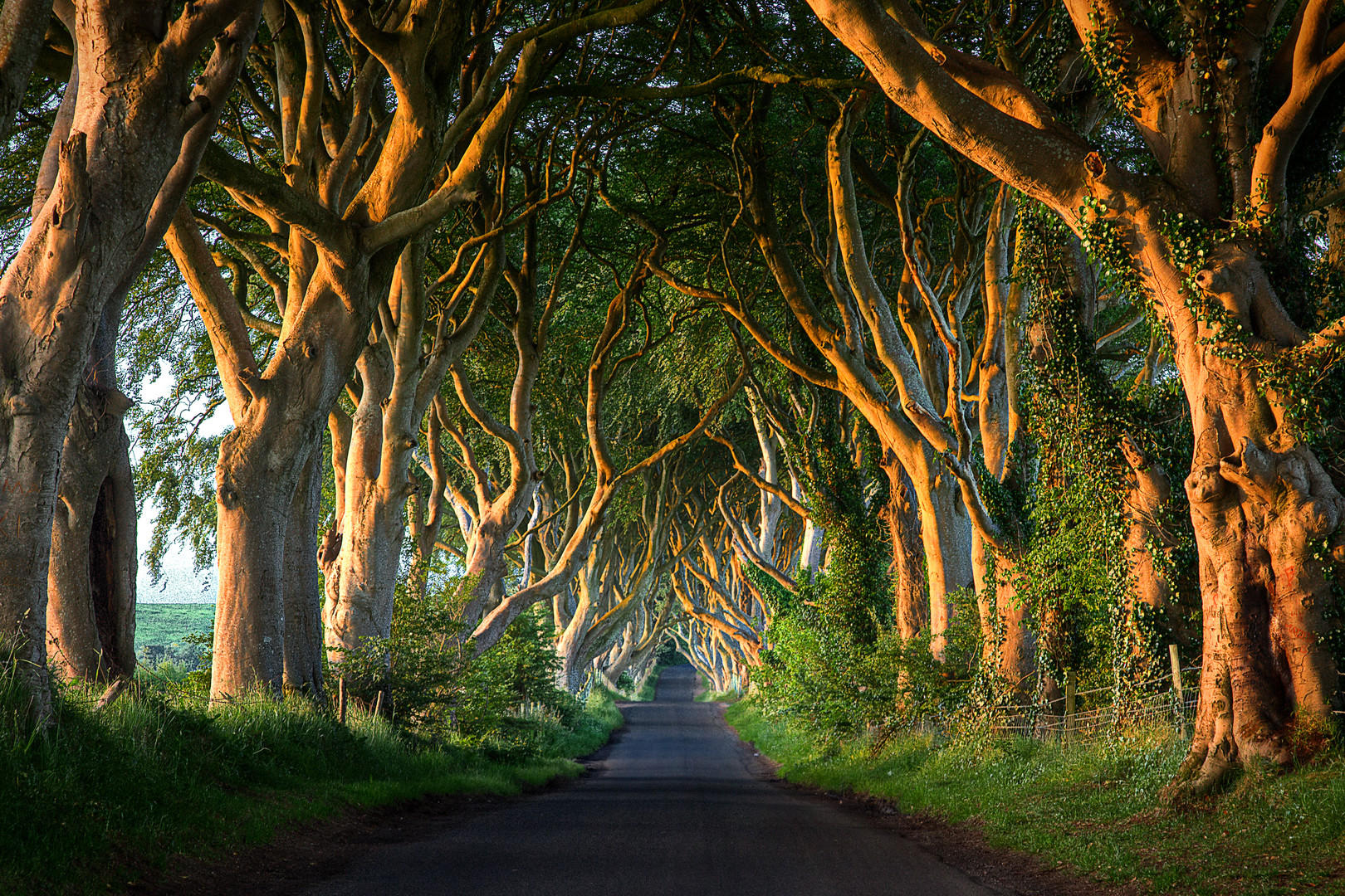 The Dark Hedges 2