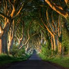 The Dark Hedges 2