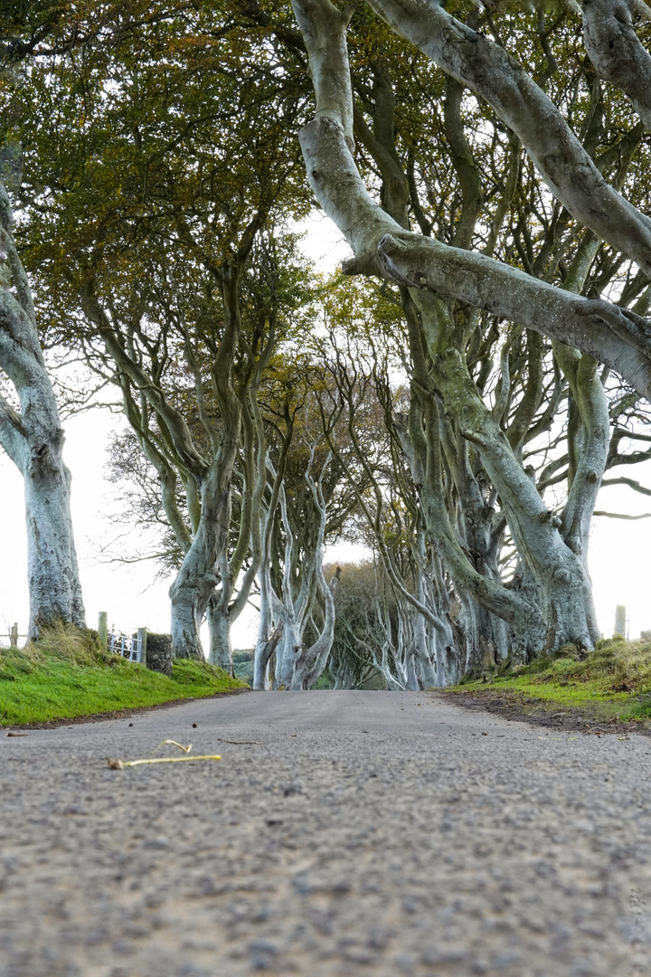 The Dark Hedges