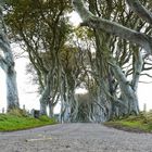 The Dark Hedges