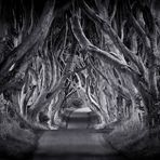 The Dark Hedges