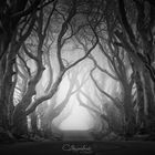 The Dark Hedges