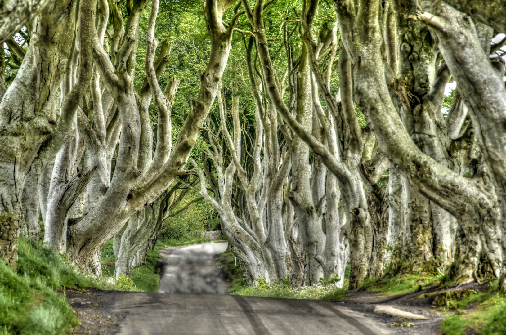 The Dark Hedges