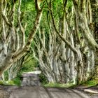 The Dark Hedges