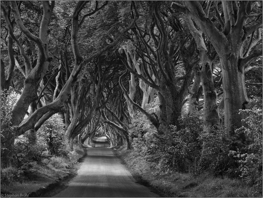 The Dark Hedges