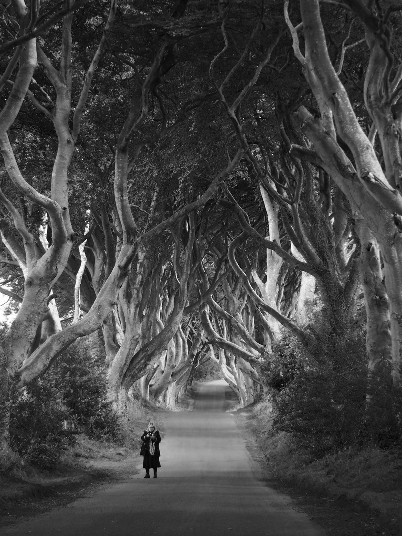 The Dark Hedges