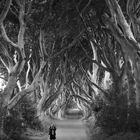 The Dark Hedges