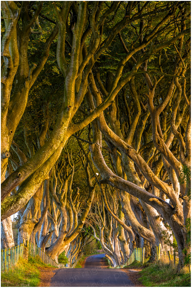 The Dark Hedges