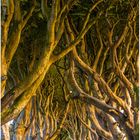 The Dark Hedges