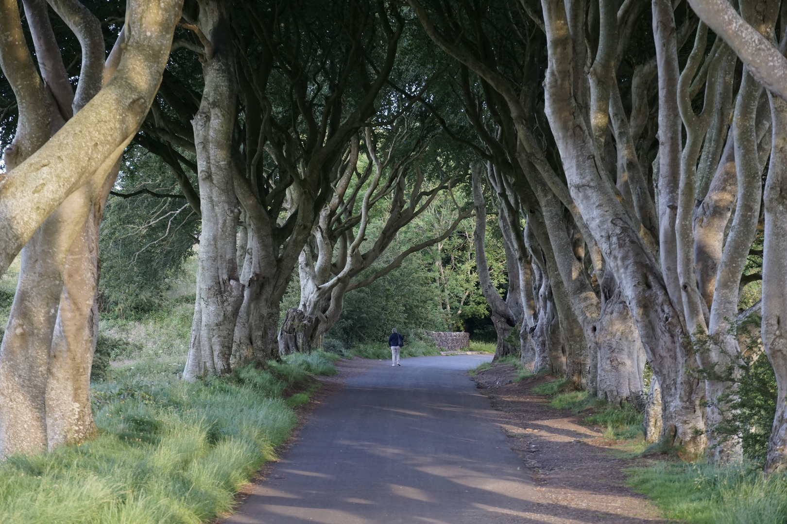 The Dark Hedges