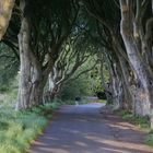 The Dark Hedges