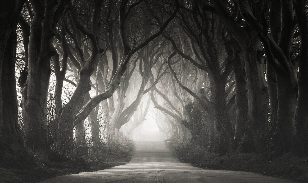 The Dark Hedges