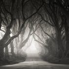 The Dark Hedges