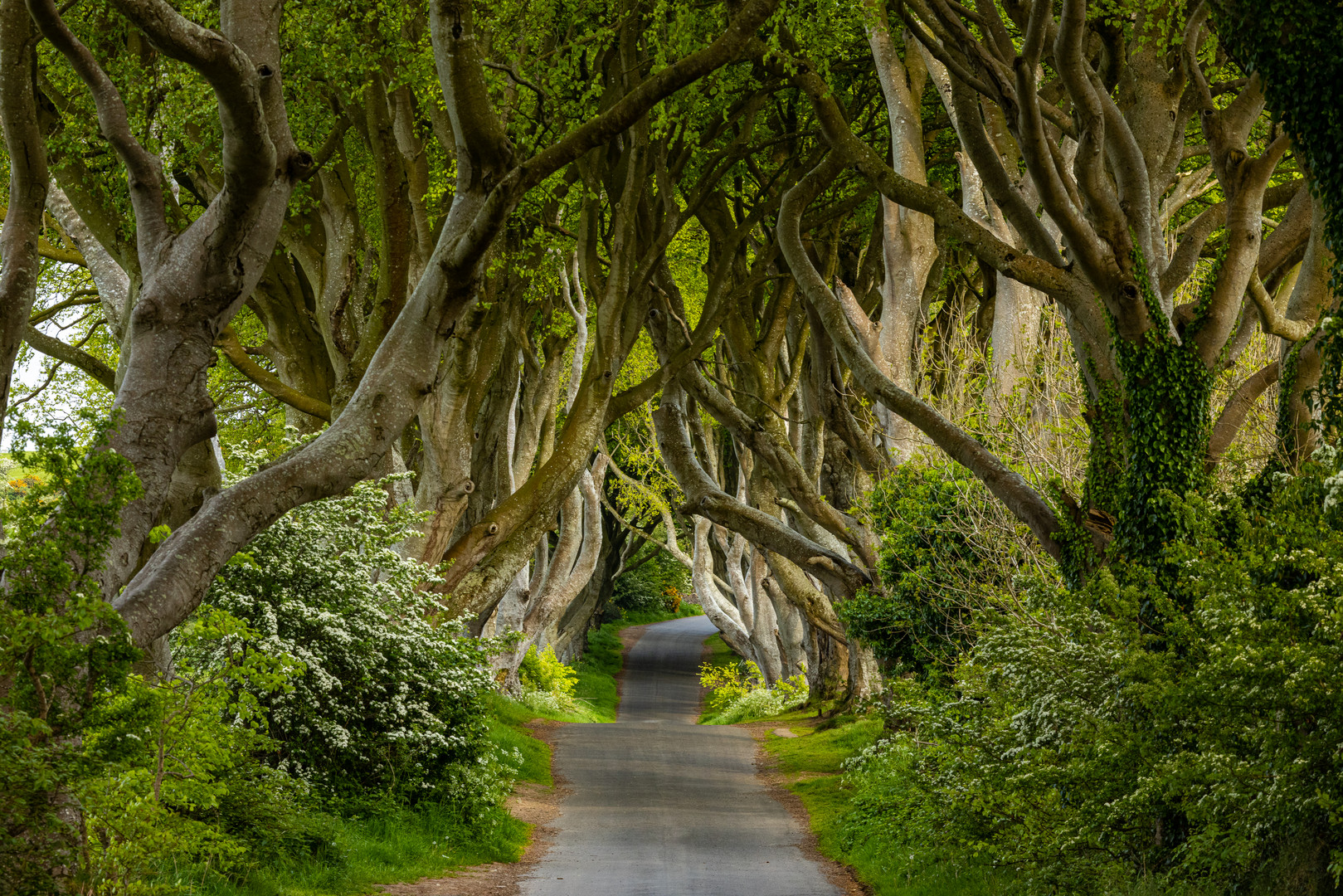 The Dark Hedges