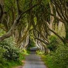 The Dark Hedges