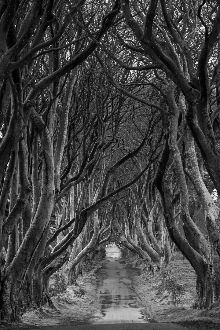 The Dark Hedges