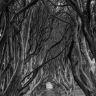 The Dark Hedges