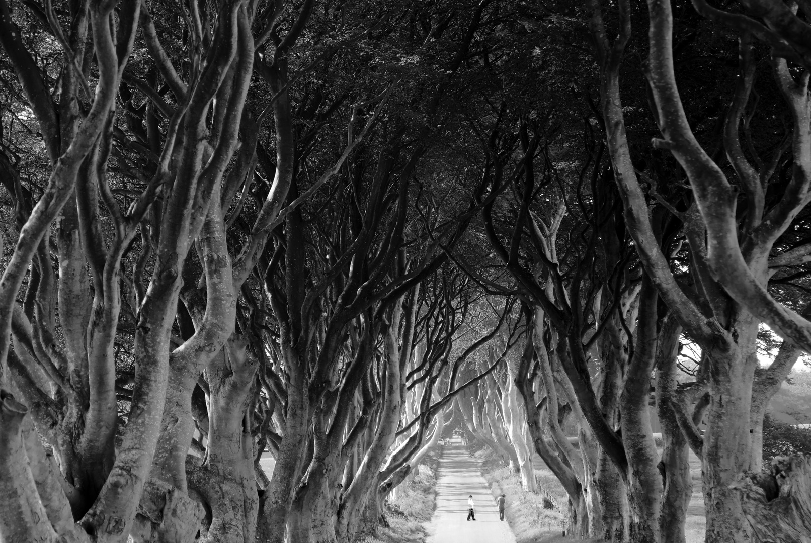 The Dark Hedges