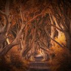 the dark hedges