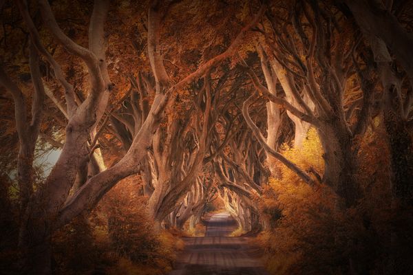 the dark hedges
