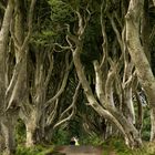 The Dark Hedges