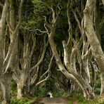 The Dark Hedges