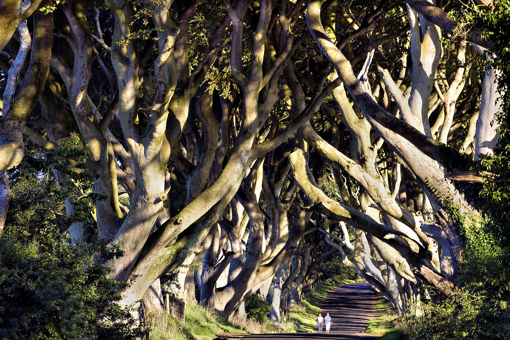 The Dark Hedges