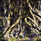 The Dark Hedges