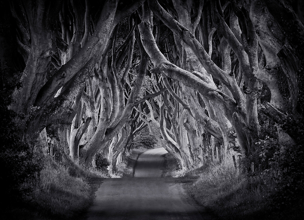 The Dark Hedges