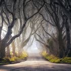 The Dark Hedges