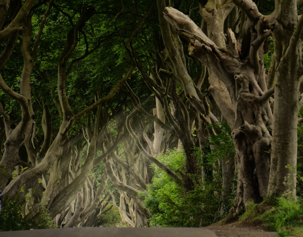 The Dark Hedges