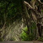 The Dark Hedges