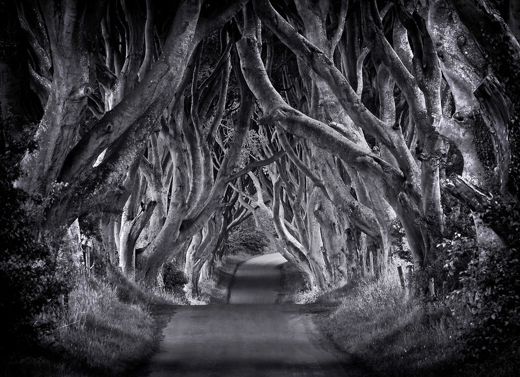 The Dark Hedges