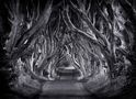 The Dark Hedges von Carsten Meyerdierks 