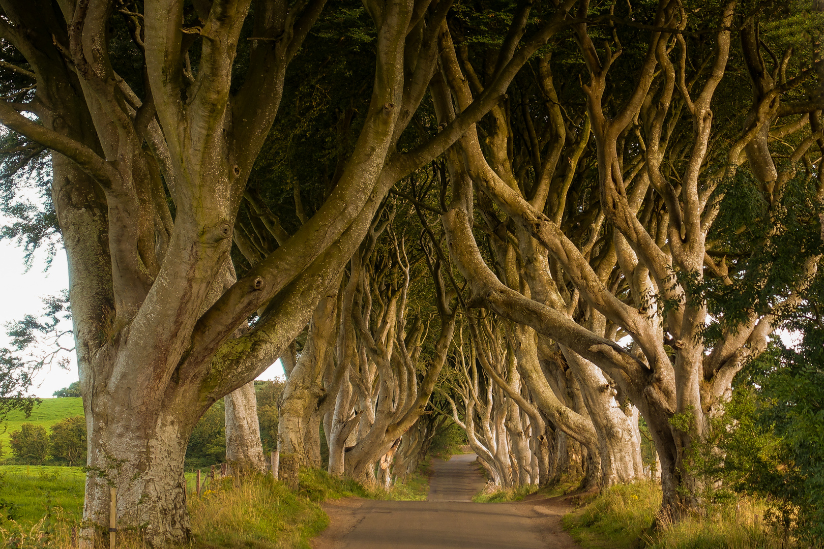 The Dark Hedges