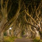 The Dark Hedges