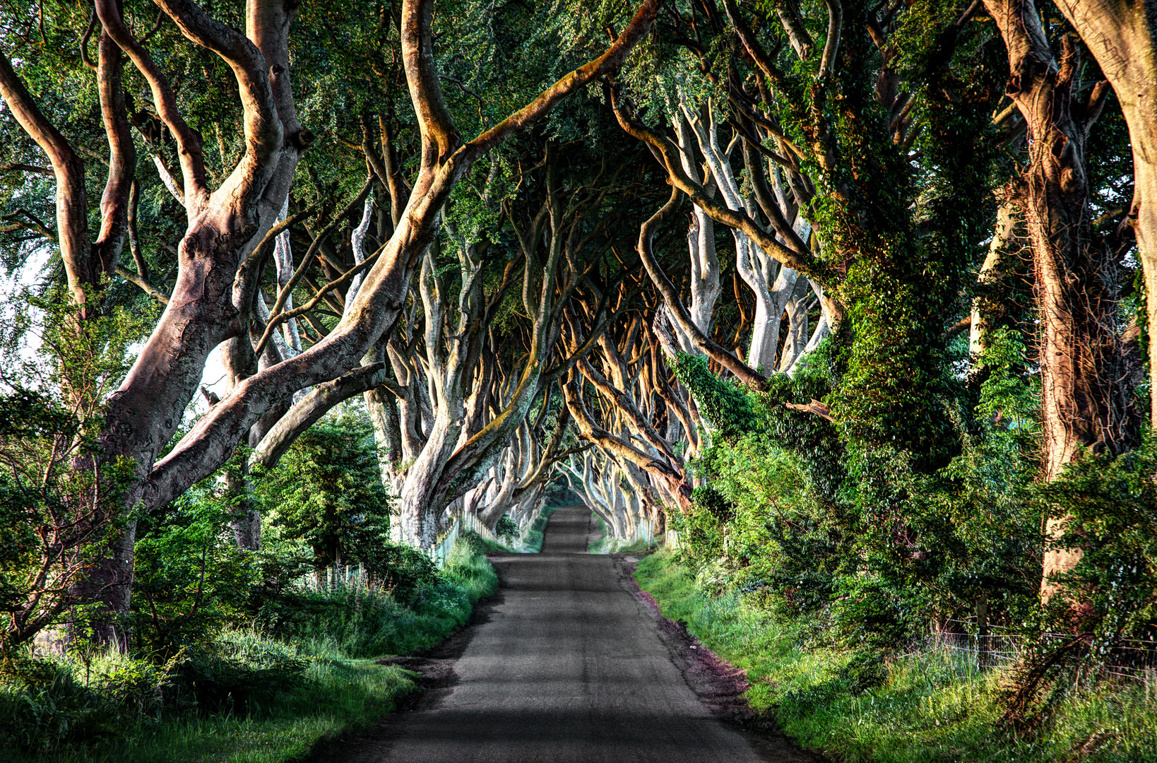 The Dark Hedges