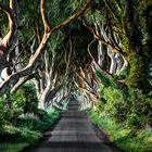 The Dark Hedges