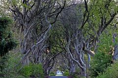 The Dark Hedges