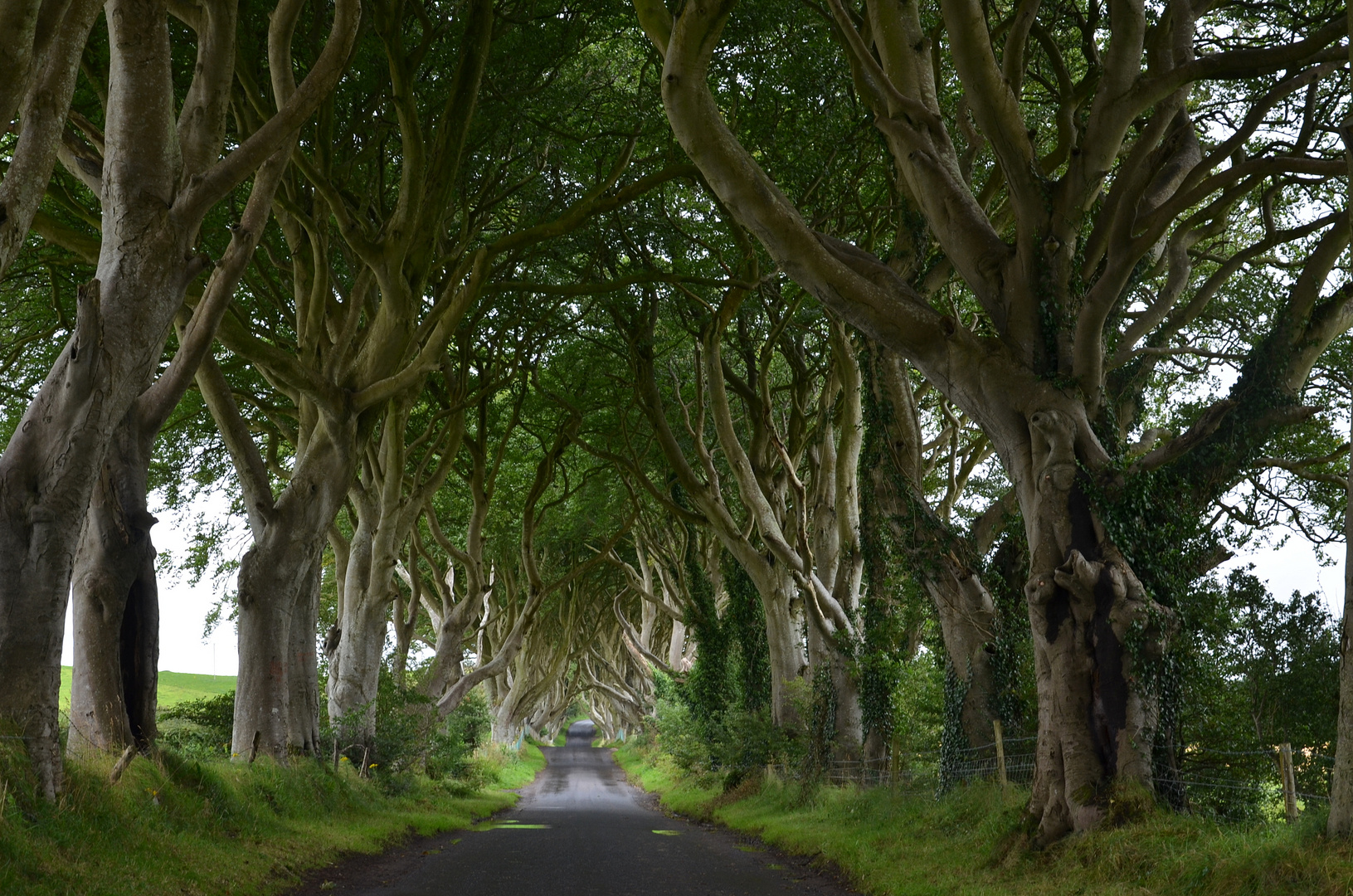 The Dark Hedges - Antrim - Northern Ireland