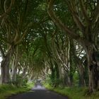 The Dark Hedges - Antrim - Northern Ireland
