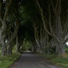 The Dark Hedges