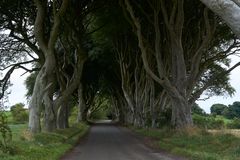 The Dark Hedges