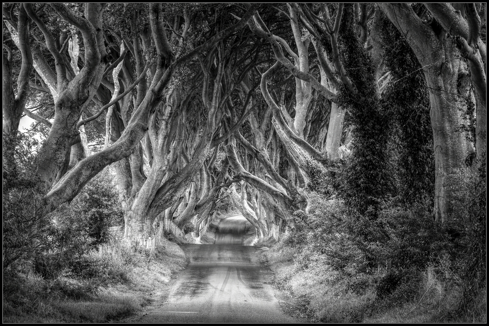 The Dark Hedges