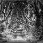 The Dark Hedges