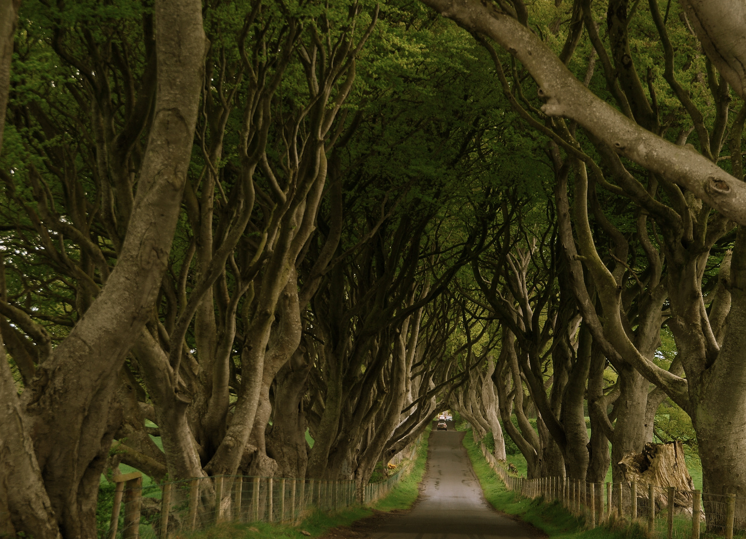 The Dark Hedges