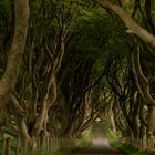 The Dark Hedges