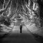 The Dark Hedges